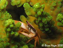 Red-dotted Coral Crab (Trapezia cymodoce). During the day... by Brian Mayes 